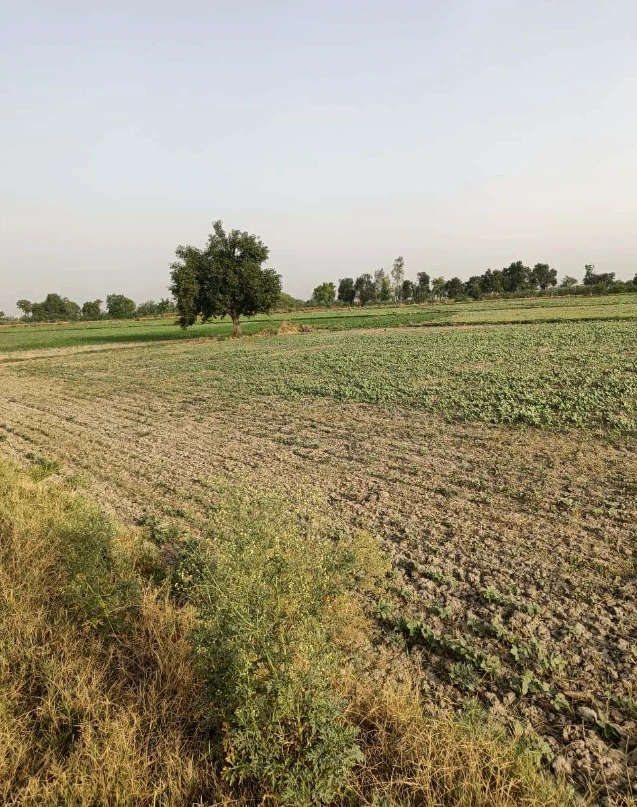 Milkpur, Rajasthan 301026, India