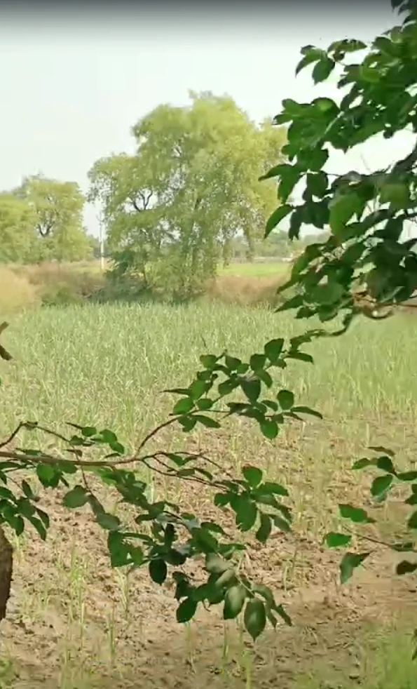 JXRQ+5VR, Alavas Baturi, Uttar Pradesh 203402, India