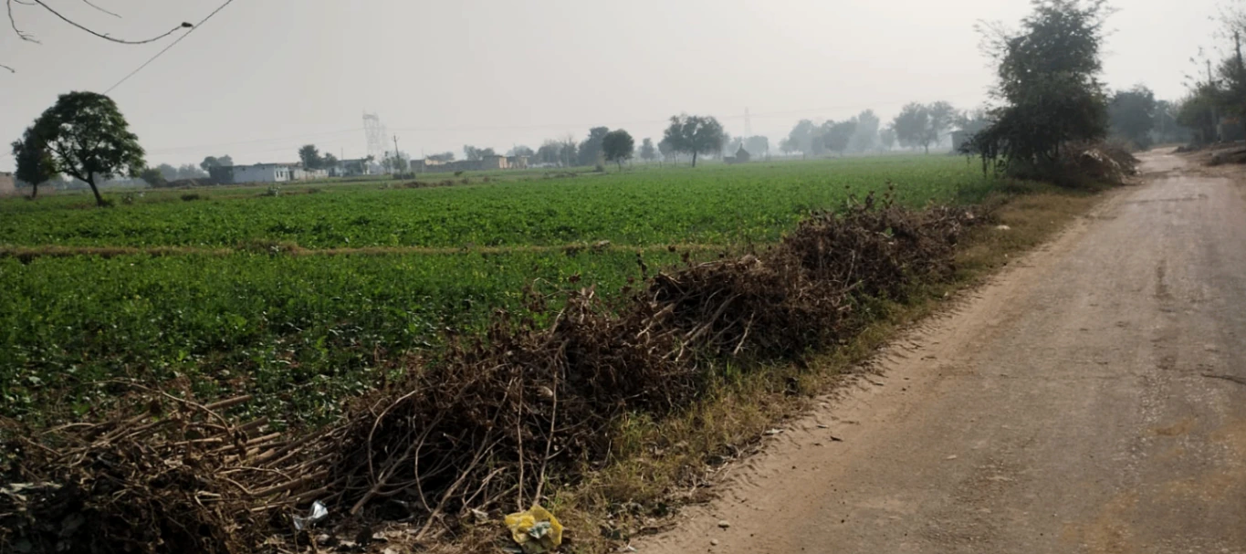 X6G6+H8W, Fazilka, Rajpura, Punjab 152118, India