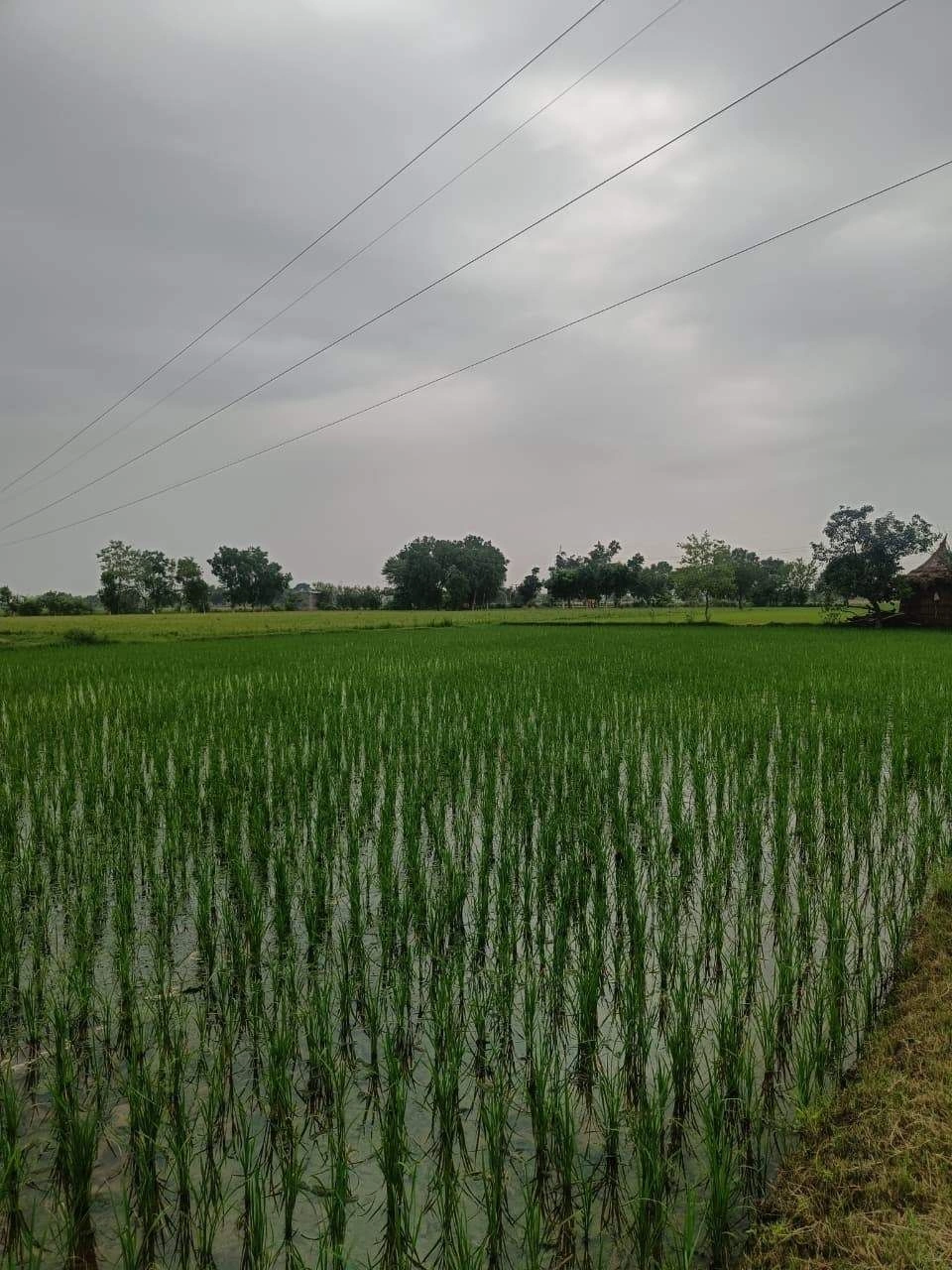 Baraka, Palwal, Uttar Pradesh, India