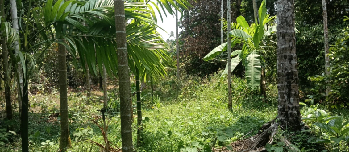 M9R2+HVJ, Meppadam, Chelakkara, Kerala 680586, India