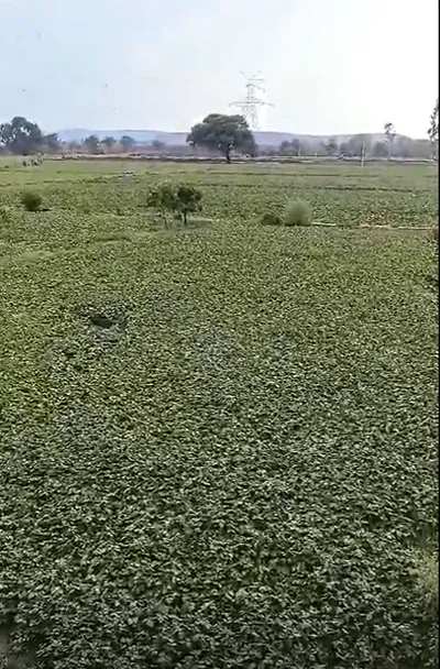 335R+HR Bamora, Sagar, Madhya Pradesh, India preview 3