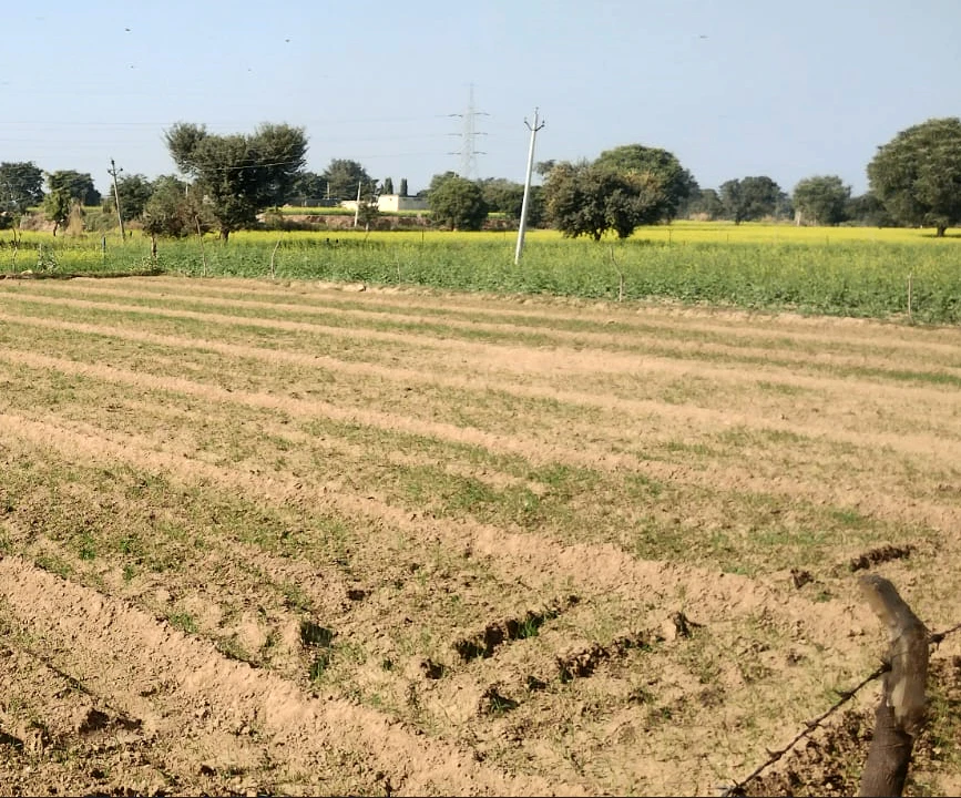 G66Q+97 Bhadson, Patiala, Punjab, India