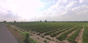 3369+HV Hansalpur Sereshvar, Gujarat, India preview 2