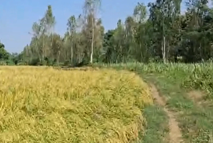 Shikarpur, Rampur, Uttar Pradesh 244924, India - Photo 2