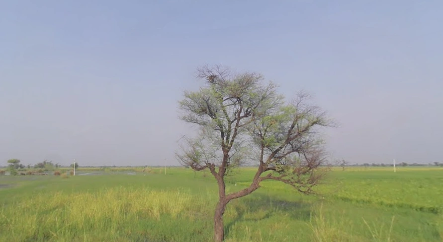 Bhagosa, Uttar Pradesh 281502, India preview 2