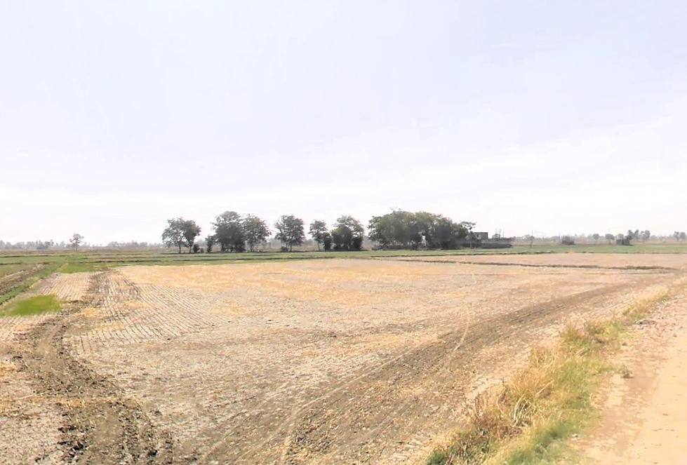 Pirthla, Haryana, India