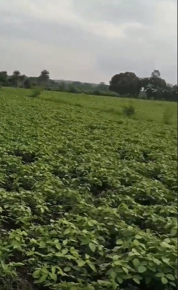 CWW4+279, Ujjain, Biramkhedi, Madhya Pradesh 456550, India