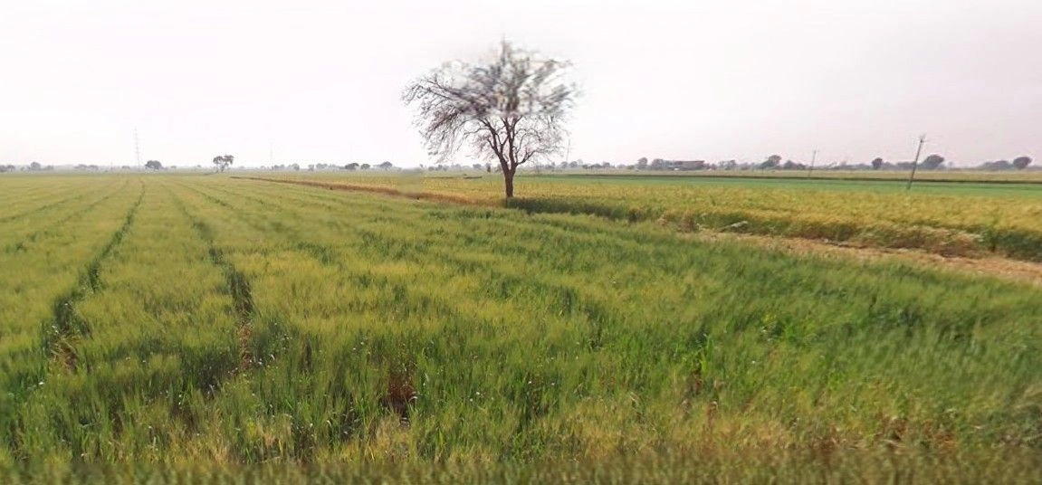 Begu, Haryana 125055, India