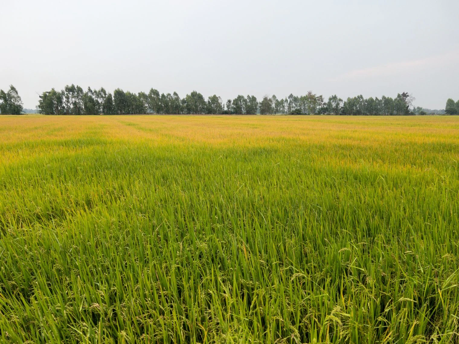 7Q2R+93C, Kaliyadeh, Madhya Pradesh, India