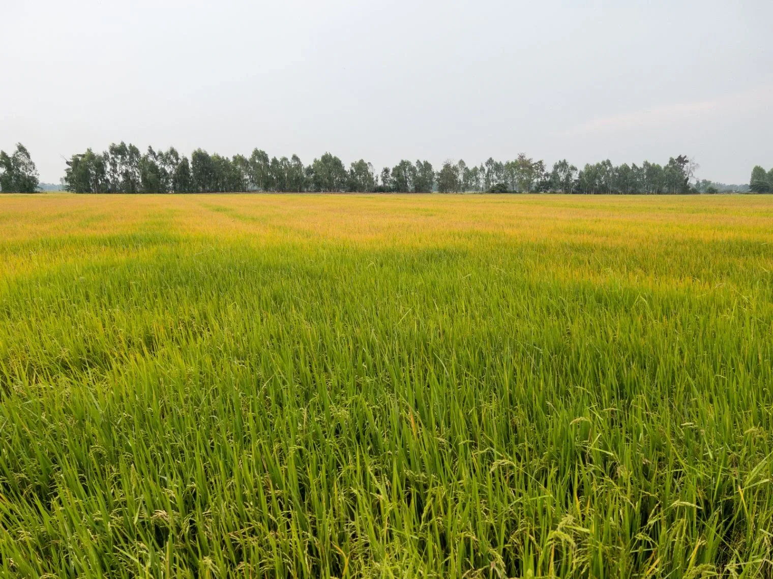 7Q2R+93C, Kaliyadeh, Madhya Pradesh, India
