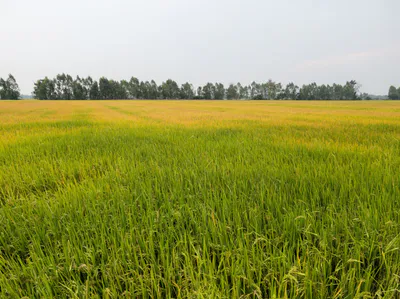 7Q2R+93C, Kaliyadeh, Madhya Pradesh, India preview 2