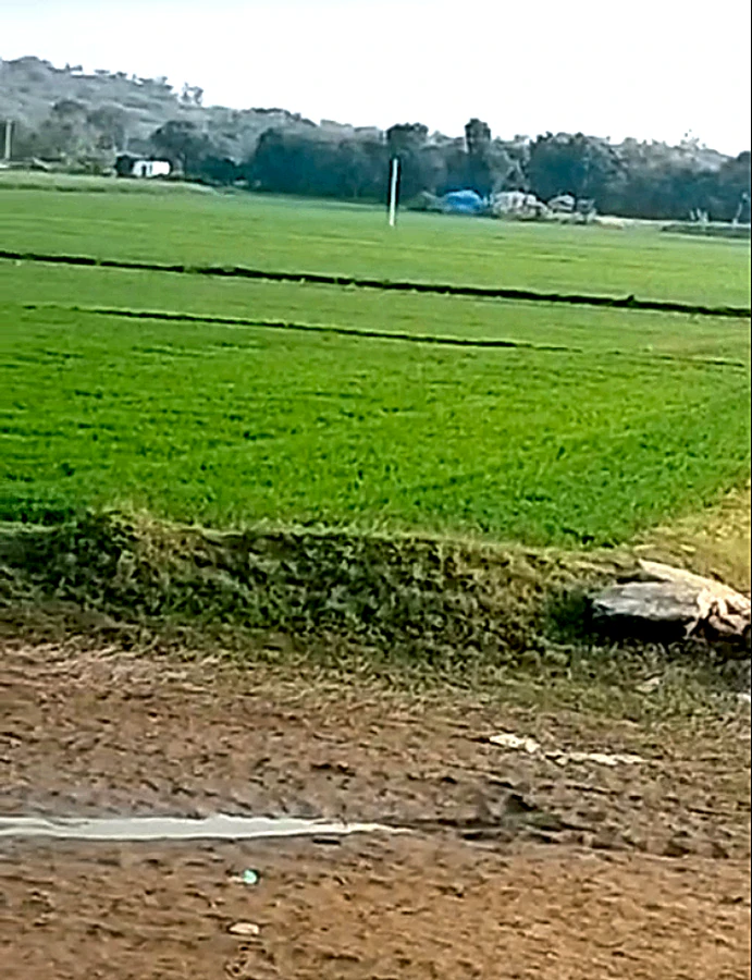 MGMW+W6 Odhandha, Rajasthan, India