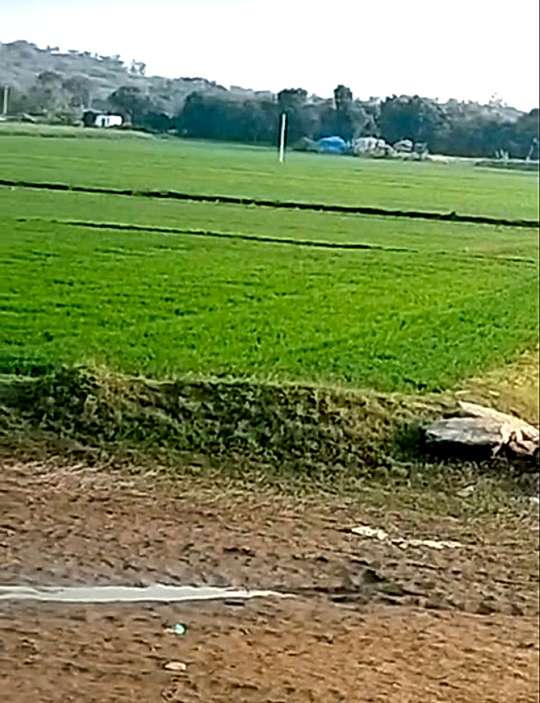 MGMW+W6 Odhandha, Rajasthan, India