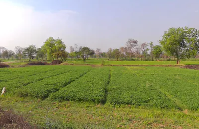 Village& post -sankari, WQMH+VHF, teh, Kurud, Chhattisgarh 493663, India preview 3