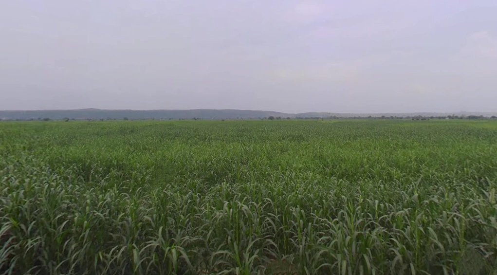 Kasganj, Uttar Pradesh 207123, India