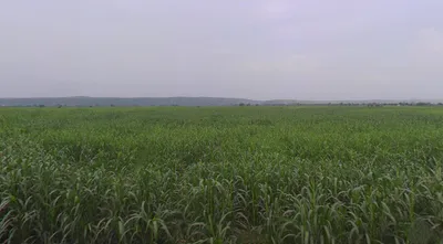 Kasganj, Uttar Pradesh 207123, India preview 2