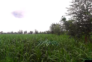 Laksar, Uttarakhand 247663, India preview 3