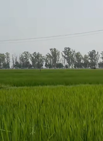 Bela, Punjab 140111, India - Photo 3