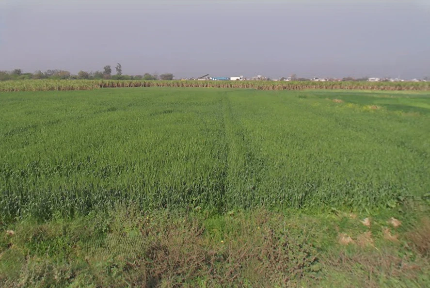 Dabathwa, Uttar Pradesh 250341, India