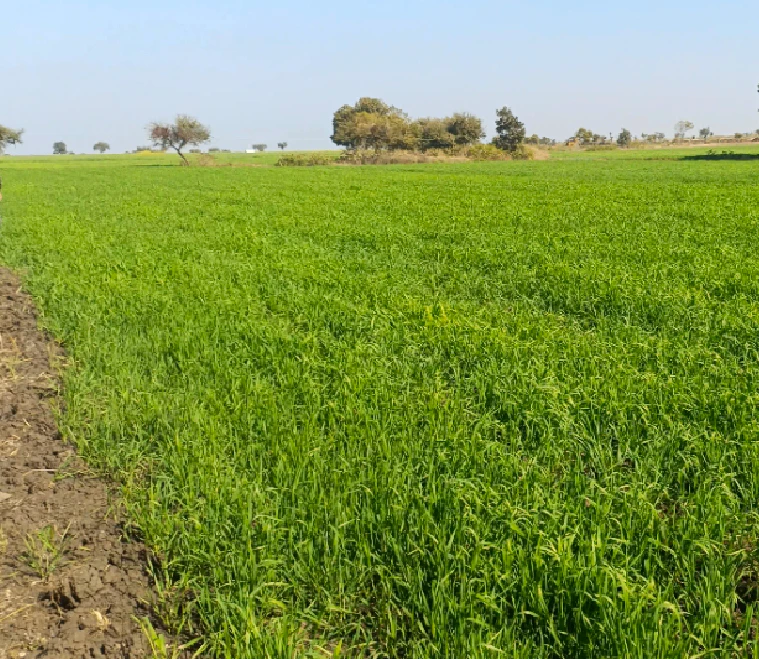 Aranya, Madhya Pradesh 452016, India