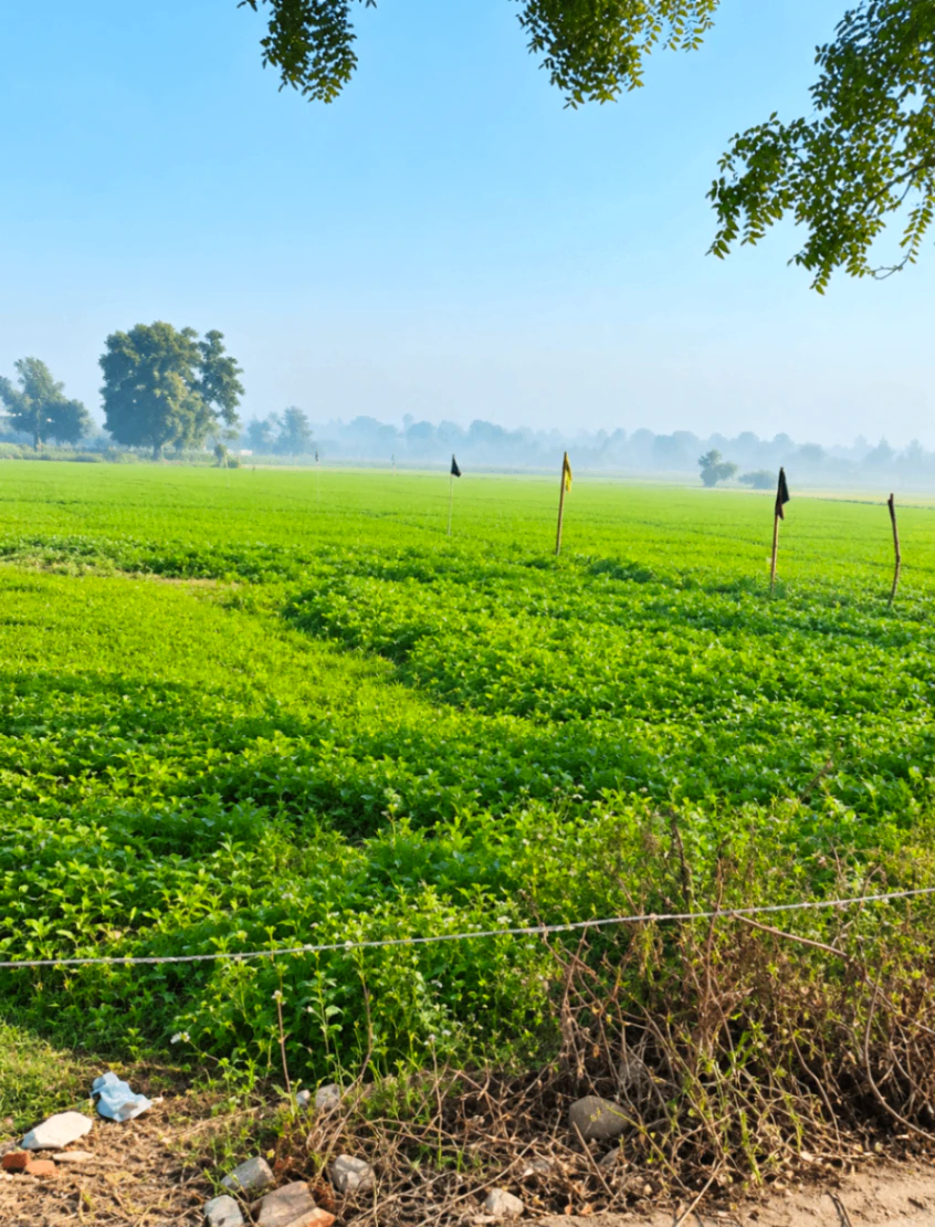 W847+RQW, Barabanki, Daddra, Uttar Pradesh 225412, India