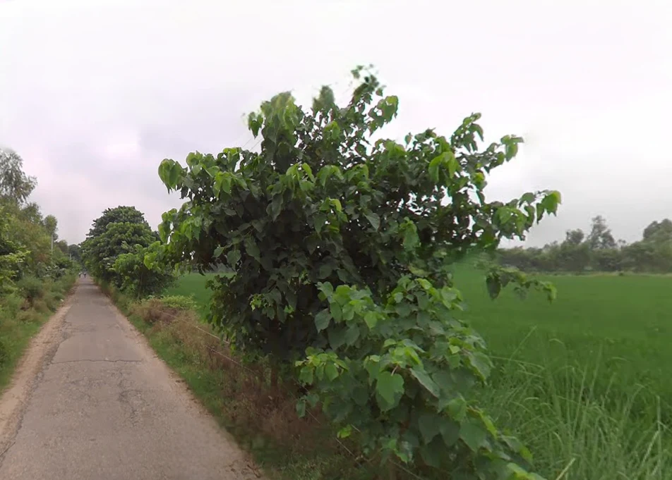 Shahabad, Uttar Pradesh 244922, India