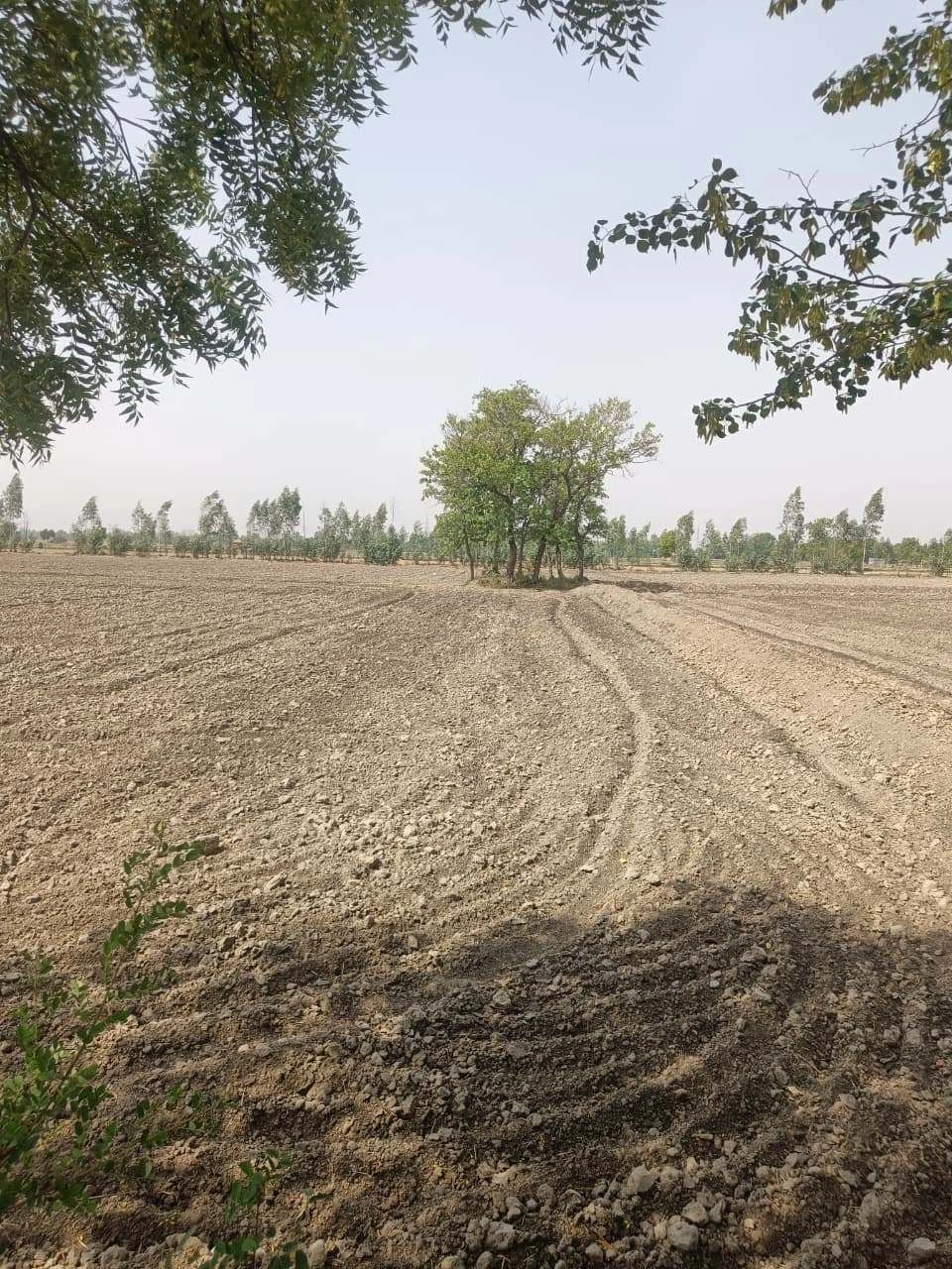 Aou, Rajasthan, India