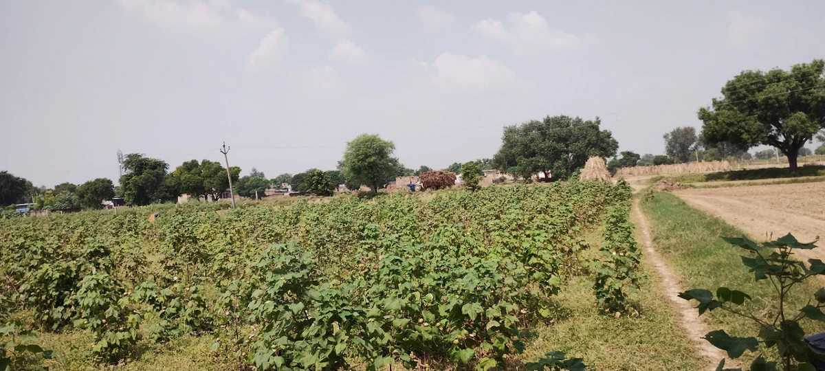 Semli, Rajasthan, India