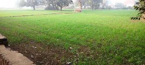 Sewar, Bharatpur, Rajasthan, India preview 2