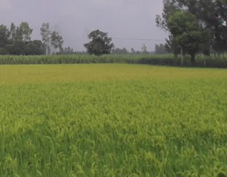 Garh Mukteshwar, Uttar Pradesh 245205, India preview 3