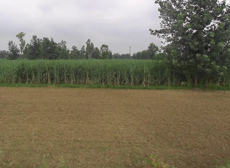 Miranpur, Uttar Pradesh 251315, India