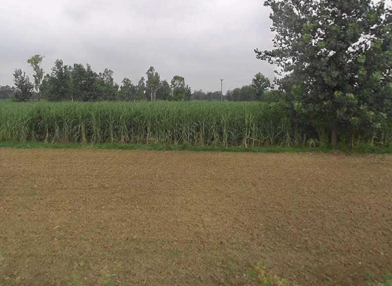Miranpur, Uttar Pradesh 251315, India