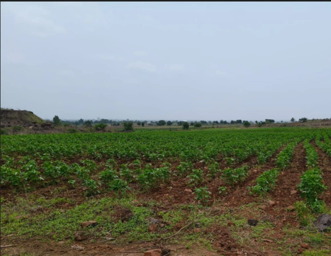 Daboh, Bhind, Madhya Pradesh 477447, India