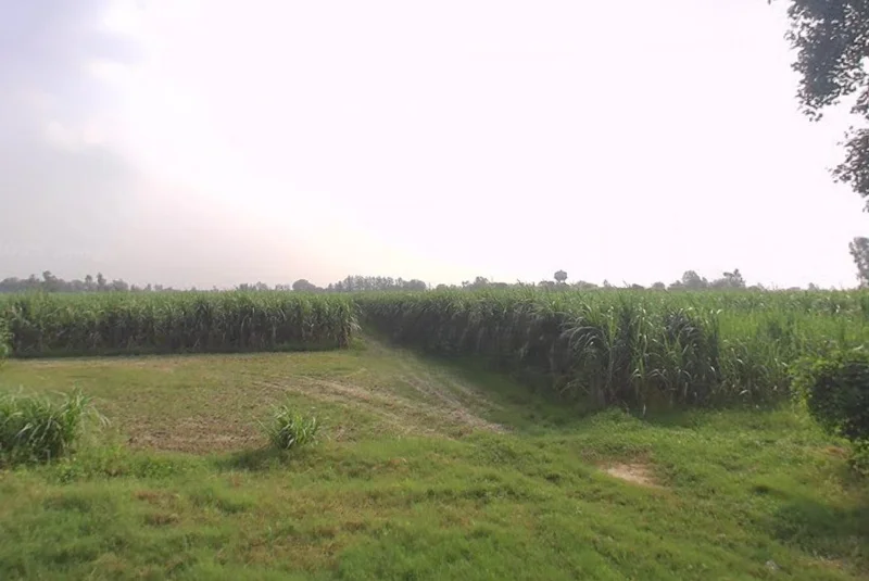 Khirwa Rd, Nangla Tashi, Meerut, Uttar Pradesh, India preview 3