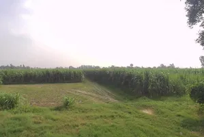 Khirwa Rd, Nangla Tashi, Meerut, Uttar Pradesh, India preview 3