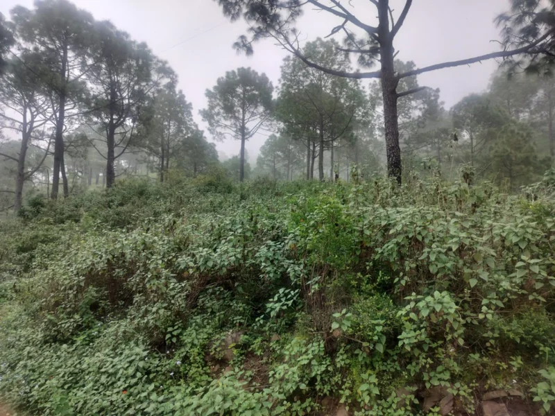 Dheera, Nahan, Himachal Pradesh 173001, India preview 2