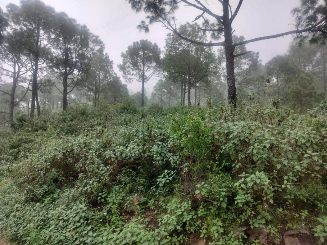 Dheera, Nahan, Himachal Pradesh 173001, India