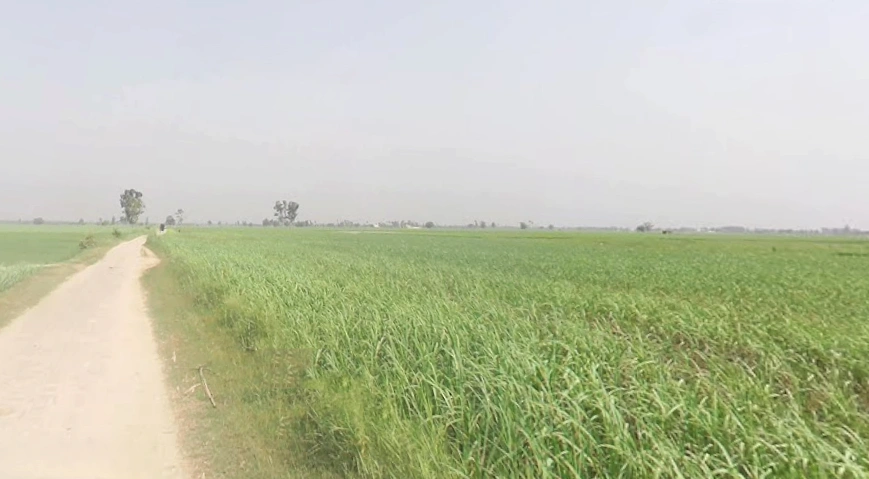 Alam Bhagwantpur, Uttar Pradesh 245205, India