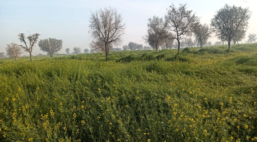 PVR8+4C5, Beer Sangreu, Rajasthan 334604, India