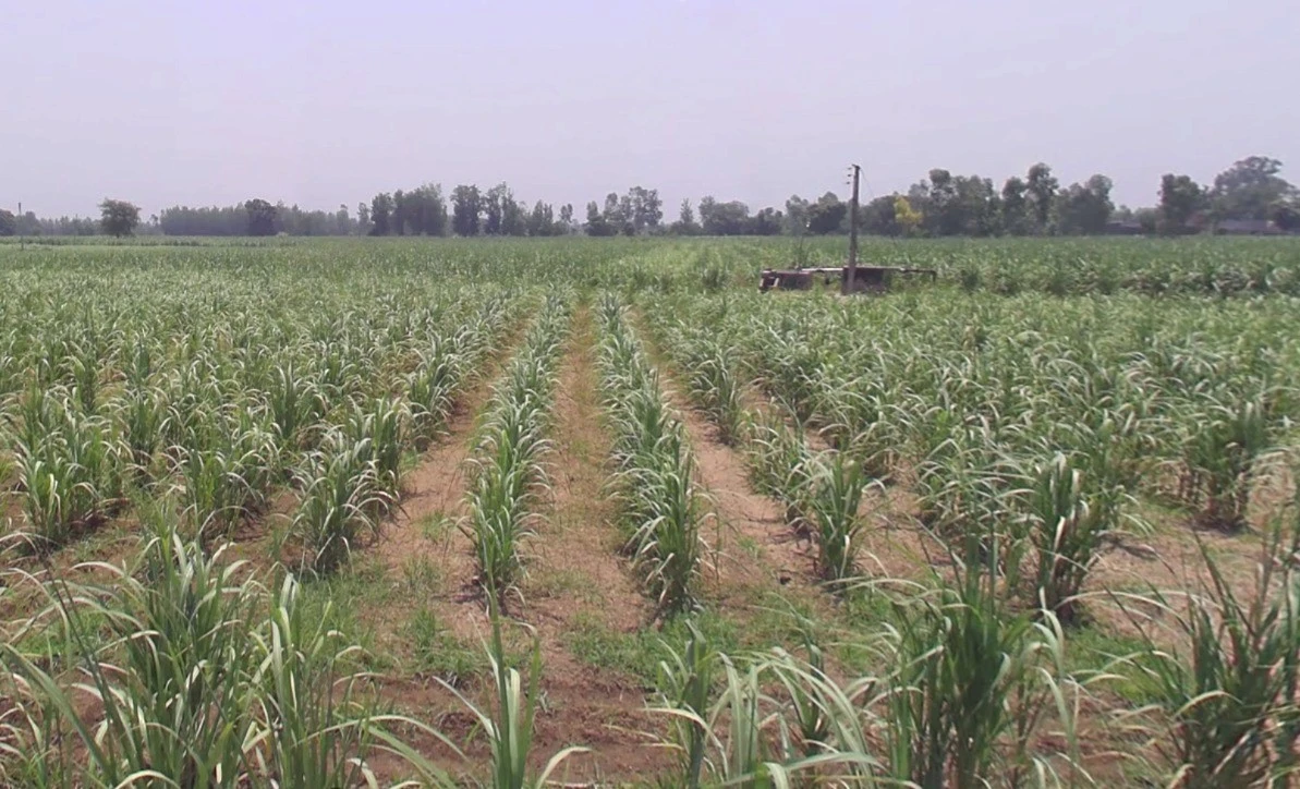 Bijnor, Uttar Pradesh 246701, India