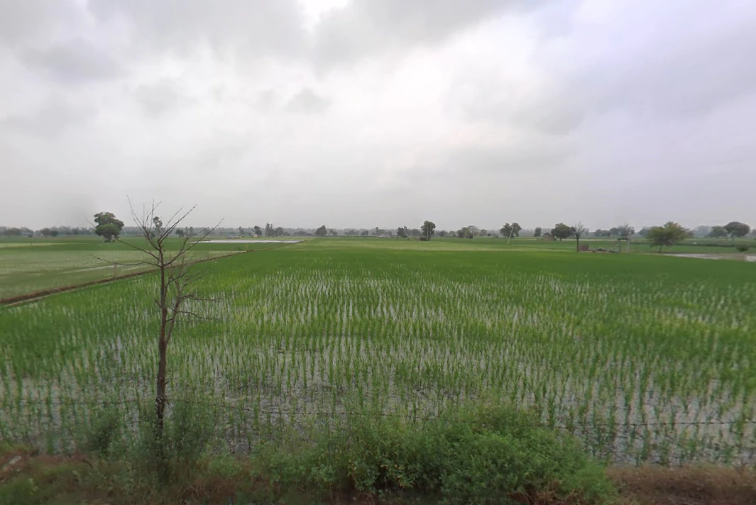 Panihari, Haryana 125121, India