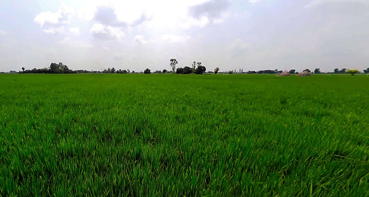 Bhadson Rd, Ranjit Nagar, Patiala, Punjab, India