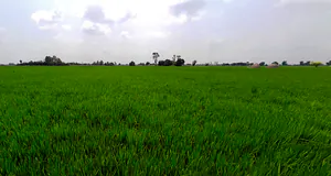 Bhadson Rd, Ranjit Nagar, Patiala, Punjab, India preview 3