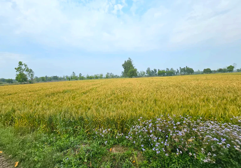 Belpahari, West Bengal 721501, India