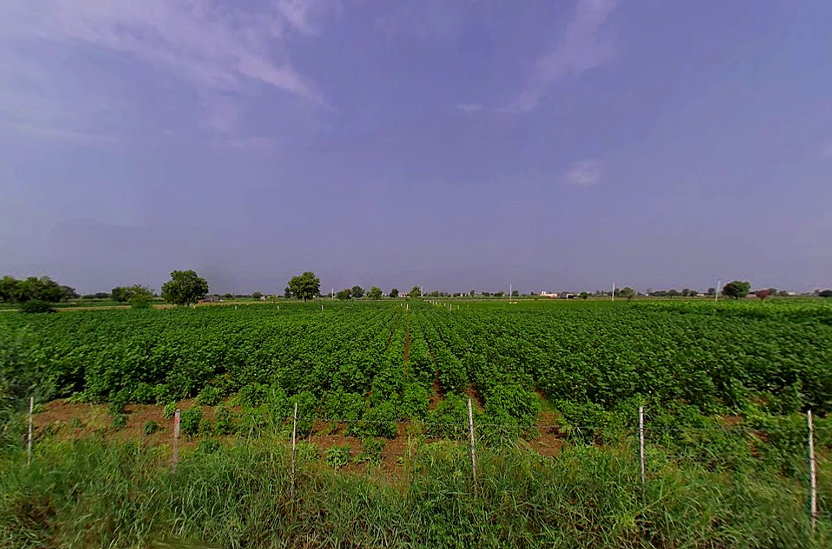 Talwandi Rana, Haryana 125005, India