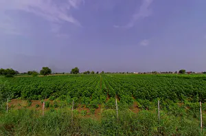 Talwandi Rana, Haryana 125005, India preview 3