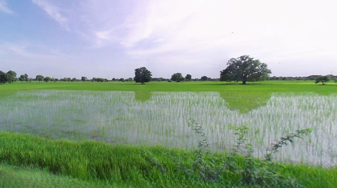 Jewar, Uttar Pradesh 203135, India