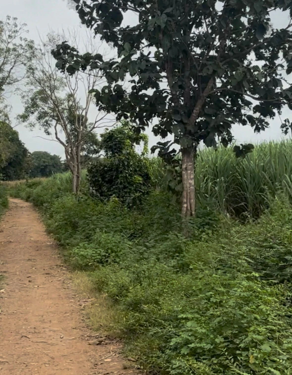 Bammigatti, Kalghatgi, Dharwad, Karnataka, India