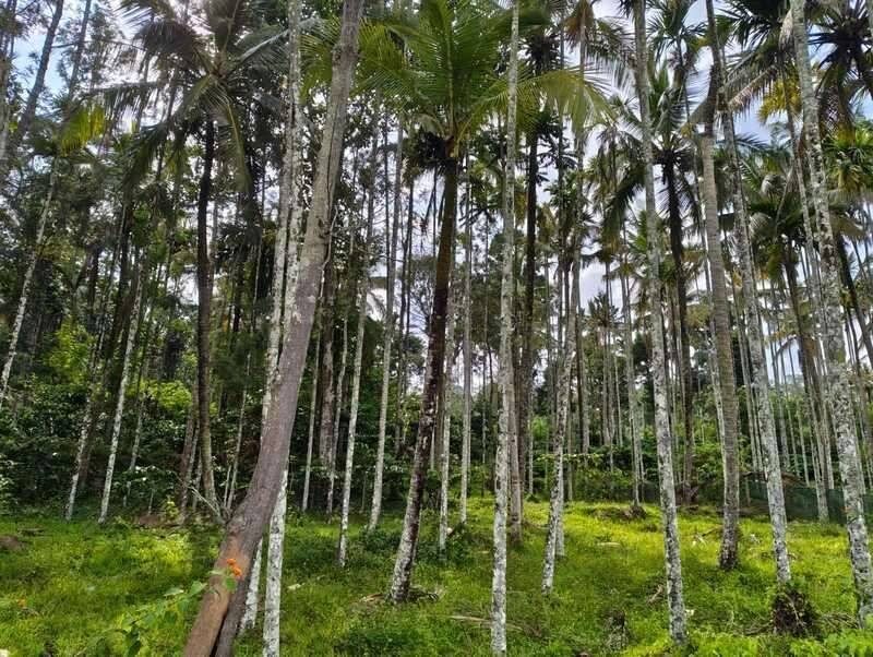 P7C6+5G, Kidanganad, Kerala 673592, India